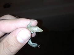 Pholidobolus montium