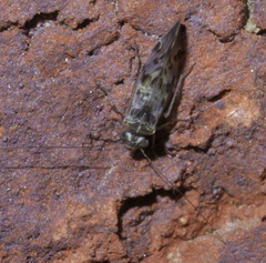 Ptycta polluta
