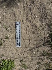 Zonotrichia leucophrys