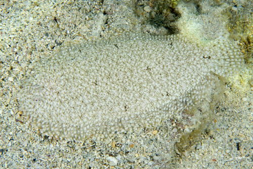 Aseraggodes bahamondei observed 2016-02-19