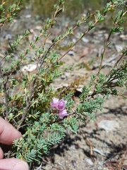 Verticordia pennigera
