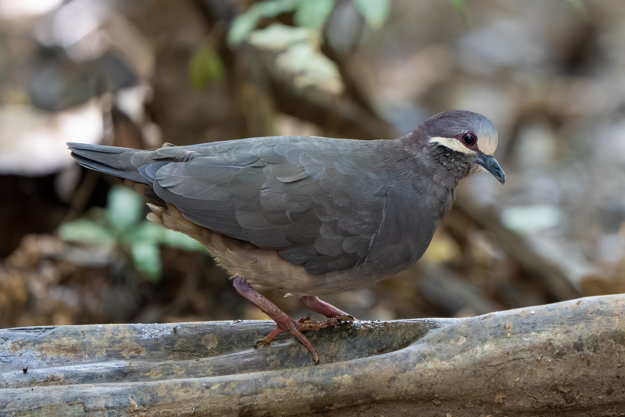 Olive-backed Quail-Dove (Leptotrygon veraguensis), photo 1