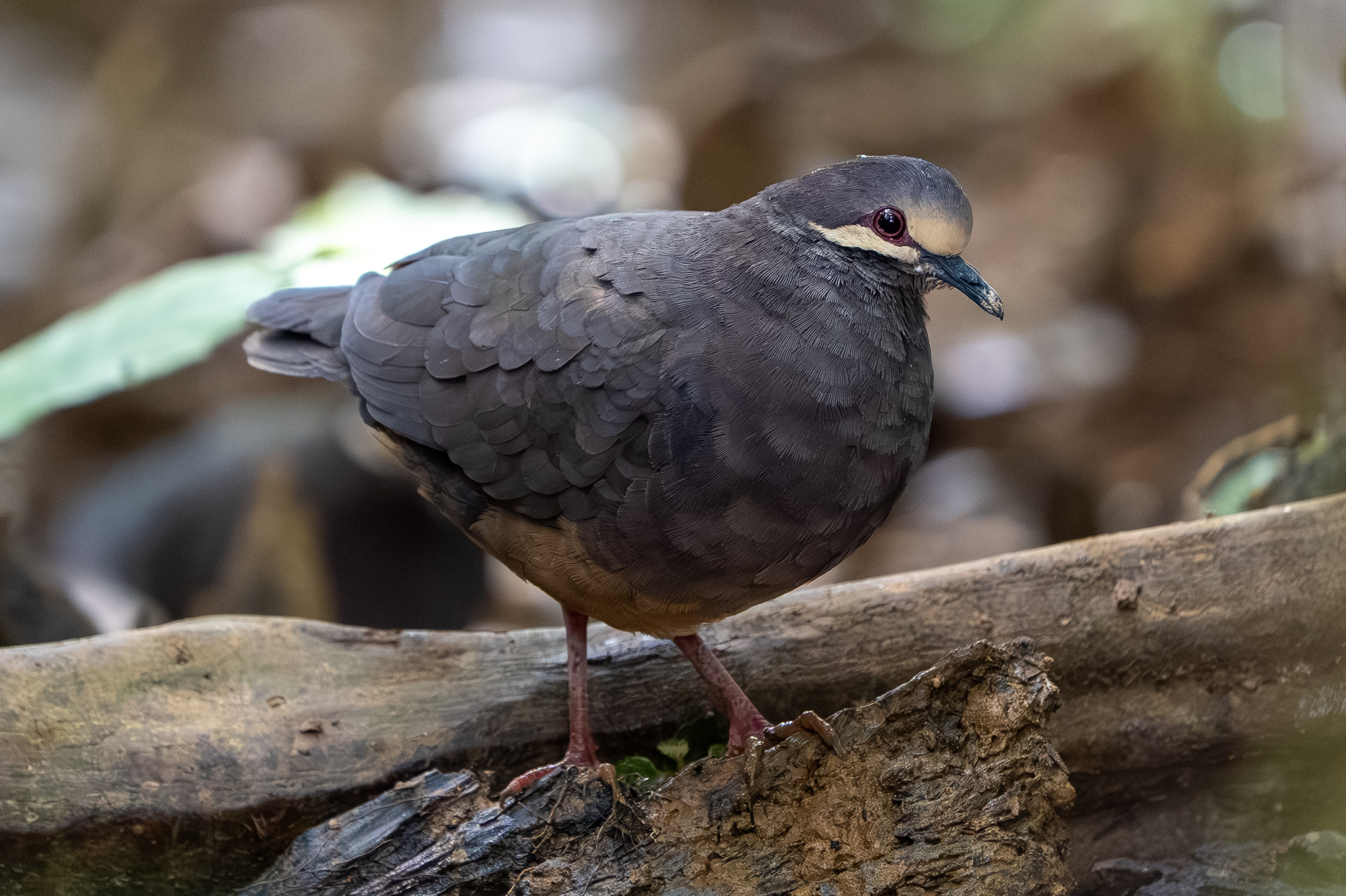 Olive-backed Quail-Dove (Leptotrygon veraguensis), photo 2