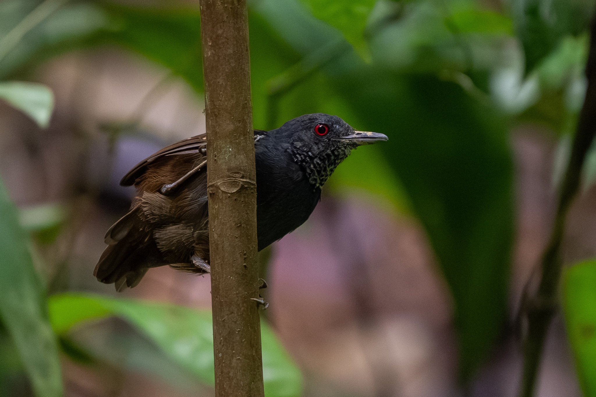 Dull-mantled Antbird (Sipia laemosticta), photo 6