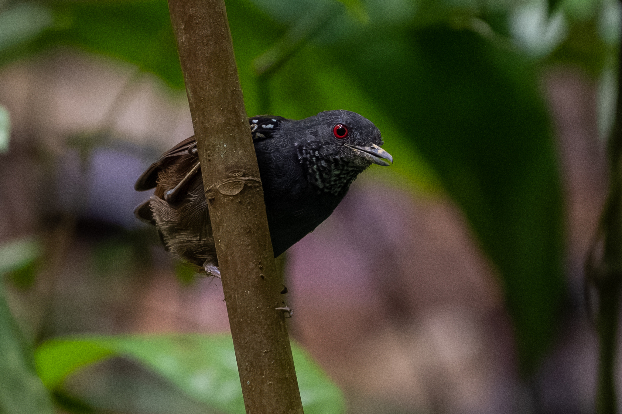 Dull-mantled Antbird (Sipia laemosticta), photo 7