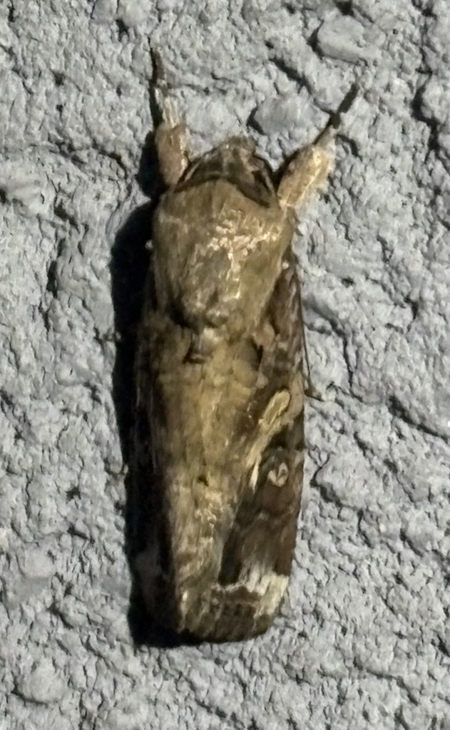 Fall Armyworm Moth from Lake Rhapsody Dr, Corpus Christi, TX, US on ...