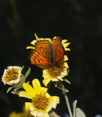 Lycaena edna