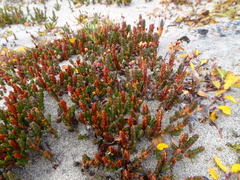Cassiope tetragona tetragona