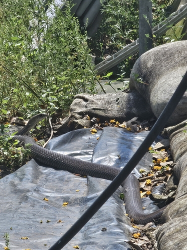 Eastern Brown Snake sighting