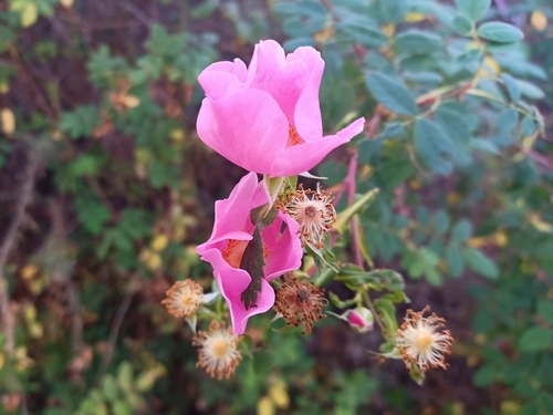 iNaturalist observation photo of California Wild Rose