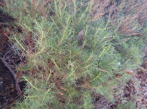 iNaturalist observation photo of California sagebrush