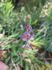 Comesperma virgatum