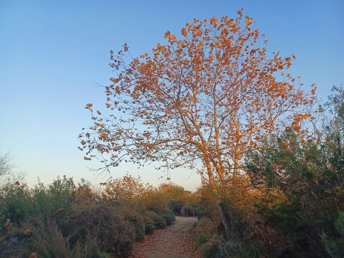 iNaturalist observation photo of western sycamore