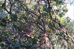 Arctostaphylos insularis