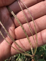 Chloris divaricata