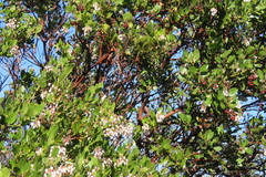 Arctostaphylos insularis