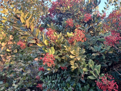 iNaturalist observation photo of Toyon