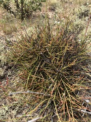 author not stated, no rights reserved Ephedra californica, photograph author not stated, no rights reserved