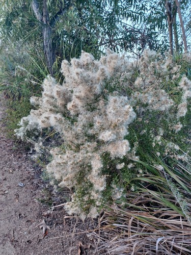 iNaturalist observation photo of coyote brush