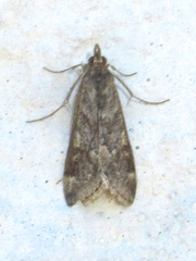 Loxostege allectalis