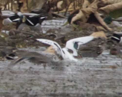 Green-winged Teal
