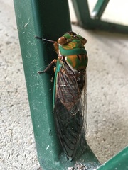 Macrotristria sylvara