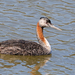 Podiceps major major - Photo (c) Gustavo Fernando Brahamian, some rights reserved (CC BY-NC), uploaded by Gustavo Fernando Brahamian