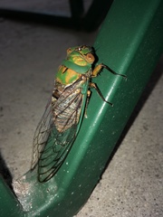 Macrotristria sylvara