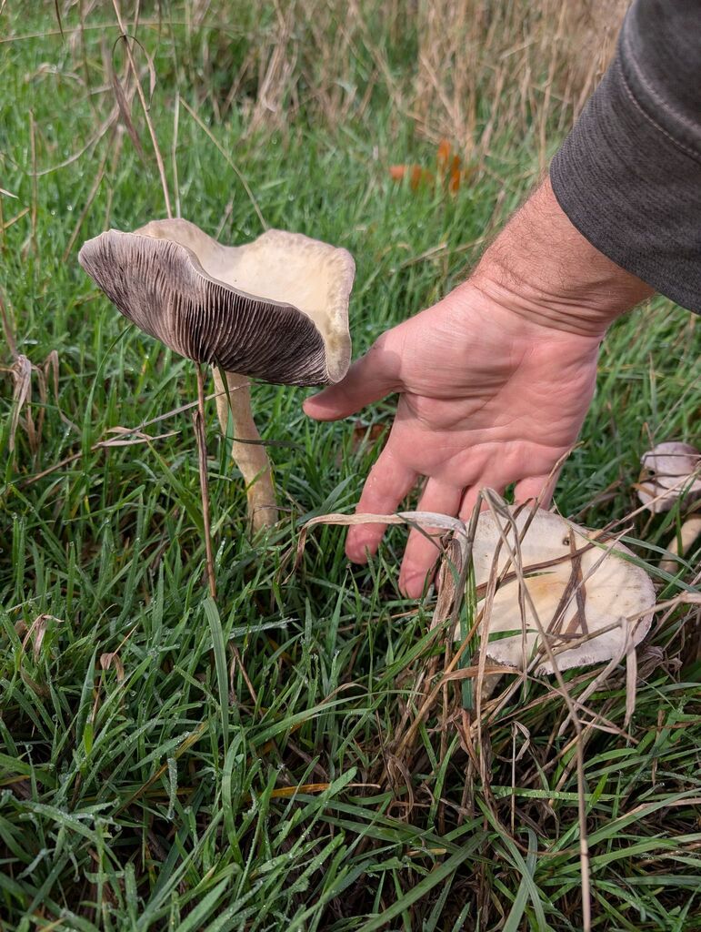 Stropharia ambigua · November 2025 · photo: © michaelshan (iNaturalist, cc-by-nc)