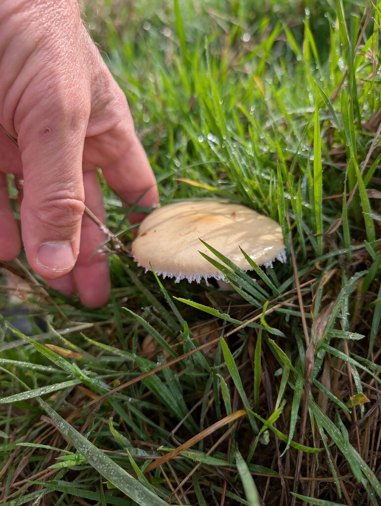 Stropharia ambigua · November 2025 · photo: © michaelshan (iNaturalist, cc-by-nc)