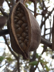 Brachychiton albidus