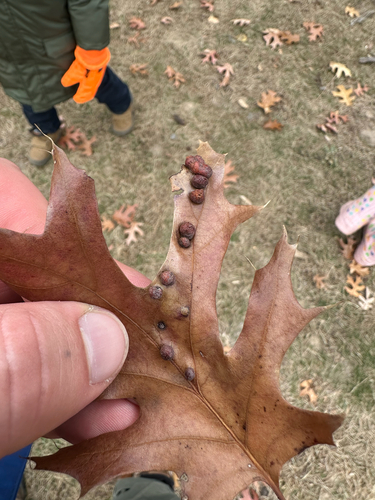Unknown species found near Otter Lake Rd, Saint Paul, MN, US