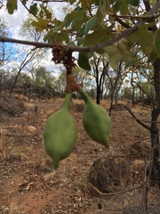 Brachychiton albidus