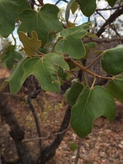 Brachychiton albidus