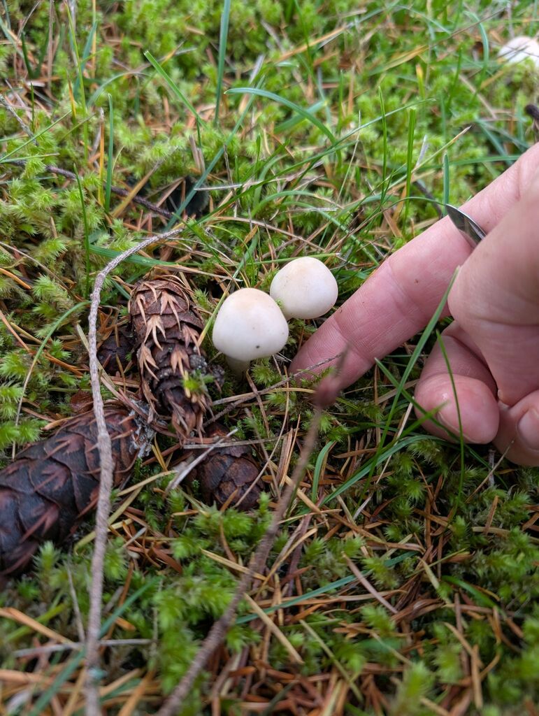 Inocybe sp. 'whitei-PNW07' · November 2025 · photo: © michaelshan (iNaturalist, cc-by-nc)