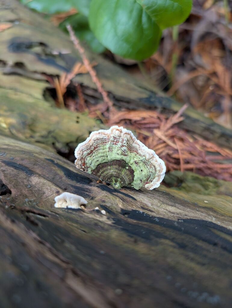 Stereum subtomentosum · November 2025 · photo: © michaelshan (iNaturalist, cc-by-nc)