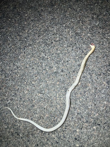 Common keelback sighting