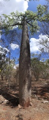 Brachychiton