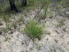 Mesomelaena tetragona