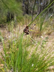 Mesomelaena tetragona