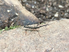Ithystenus hollandiae