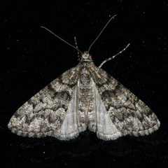 Lipogya exprimataria