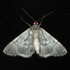 Lipogya exprimataria
