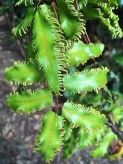 Lygodium reticulatum