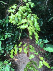 Lygodium reticulatum