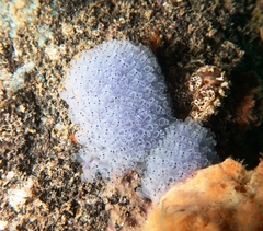 Clavelina moluccensis