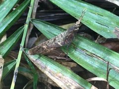 Desmoptera truncatipennis