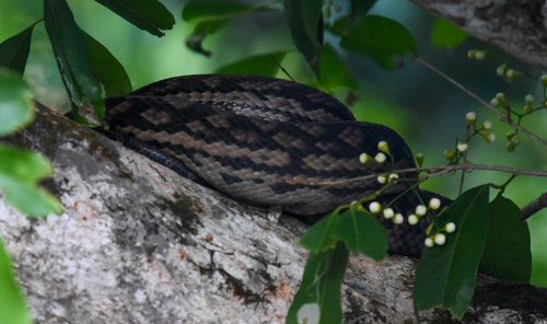 Australian Scrub Python sighting
