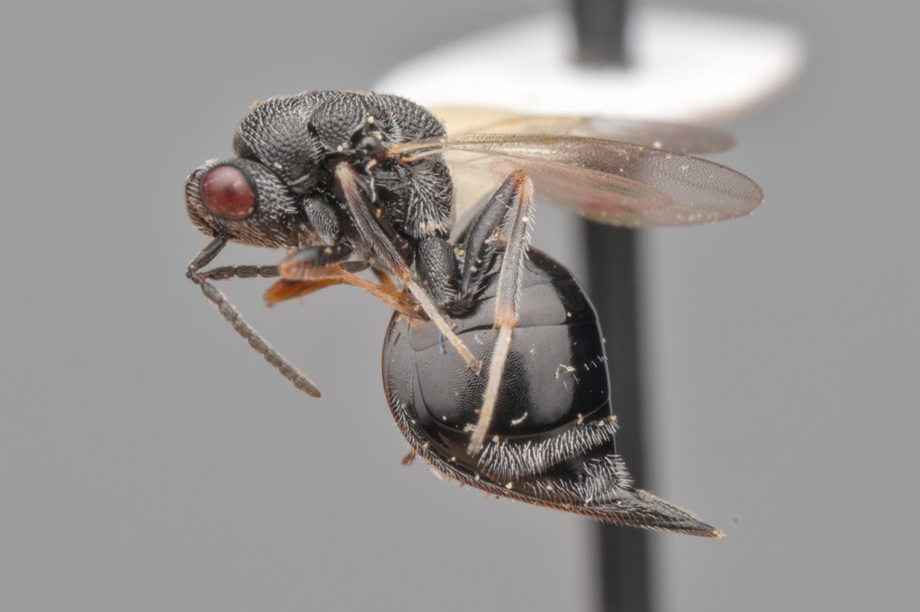 Eurytoma gigantea