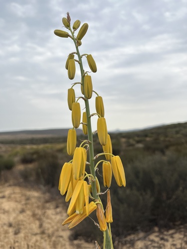 Albuca clanwilliamae-gloria
